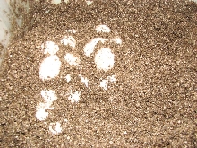 amel cornsnake eggs