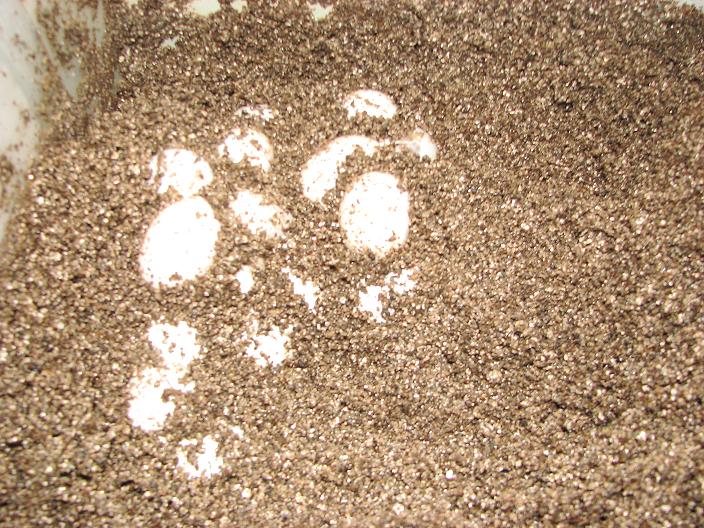 amel cornsnake eggs
