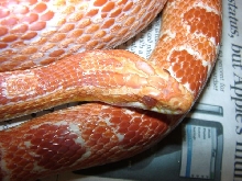 Amelanistic corn female