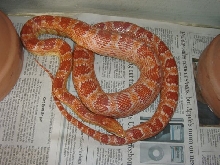 Amelanistic corn snake