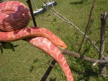 Female amel on limb
