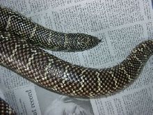 big fl king