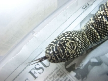 big fl king tongue