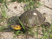 Box turtle