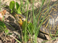 Box turtle