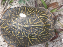 Box turtle