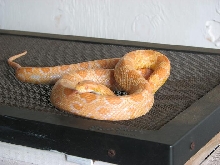 butter corn