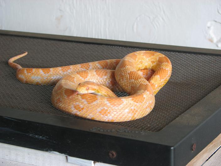 butter corn