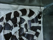 Black and white cal king.