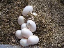 cal king eggs