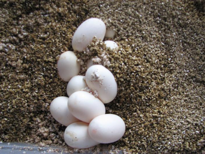 cal king eggs