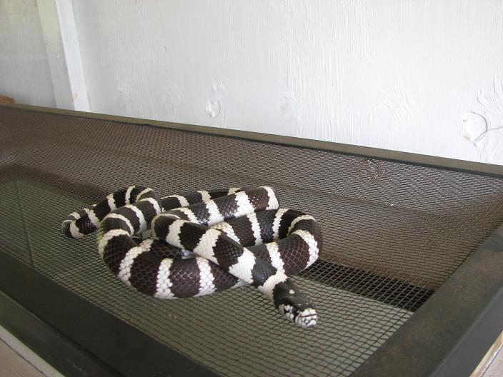 cal king 2 year old banded