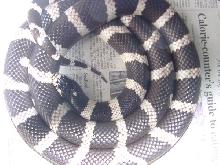 cal king male
