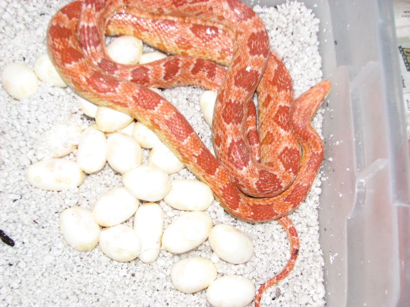 Corn with clutch 2