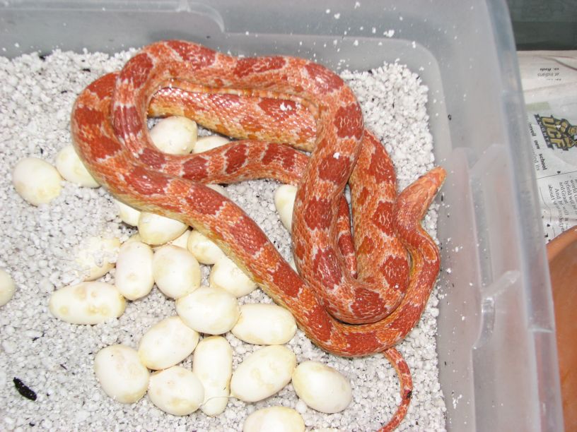 Corn with clutch