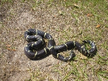 Eastern king