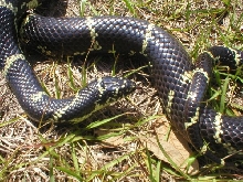 Eastern king