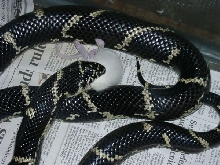 Eastern king eating a rat.