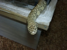 Fl king still hungry