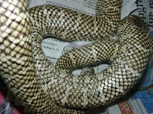 Fl king