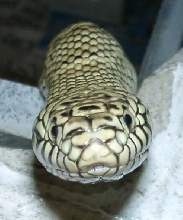 Fl king closeup