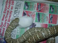 Fl king eating
