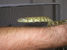 Fl king