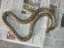2 year old female Fl king