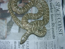 2 year old male Fl king