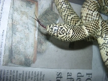 Fl king