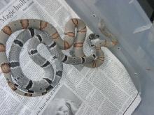graybanded king snakes 1