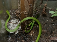 Green snake