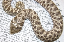 W. Hognose