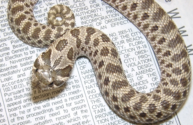 W. Hognose