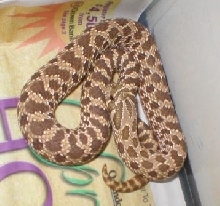 Hognose yearling male