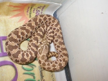 hognose