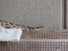 Unamed rat snake1