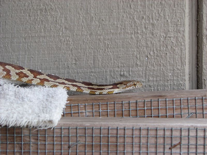 Unamed rat snake1