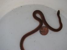 pinewood snake