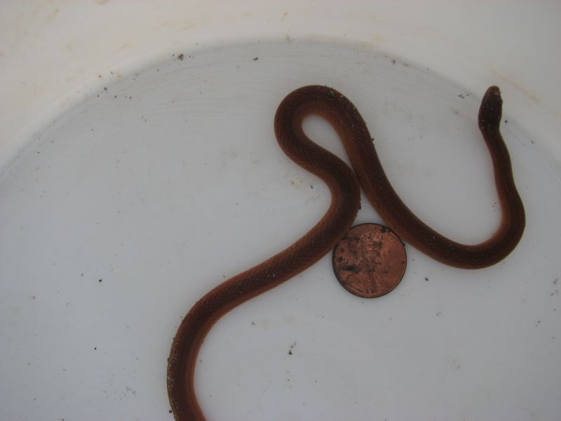 pinewood snake