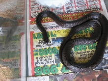 mex black king 6/08
