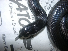 Mex. black king