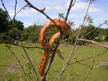male corn