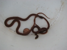 pinewood snakes