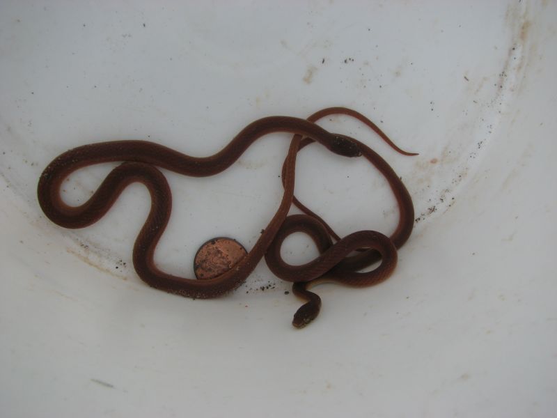 pinewood snakes