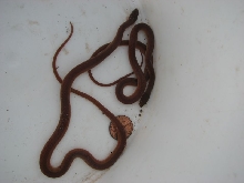 pinewood snakes 2