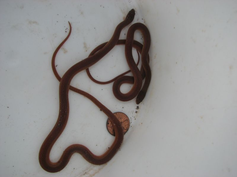 pinewood snakes 2