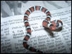 scarlet king hatchling