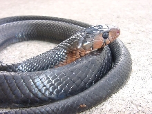 Yearling indigo