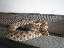 w. hognose 6/08